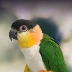 Caique