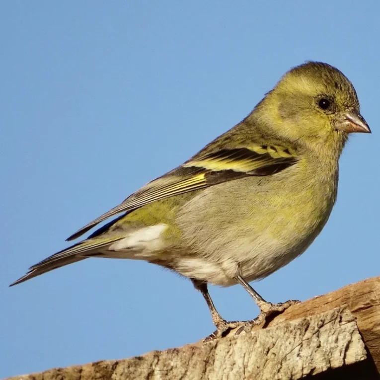 black-chinned-siskin-576668_824x824.jpg.webp