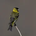 black-chinned-siskin-645630_825x774.jpg.webp
