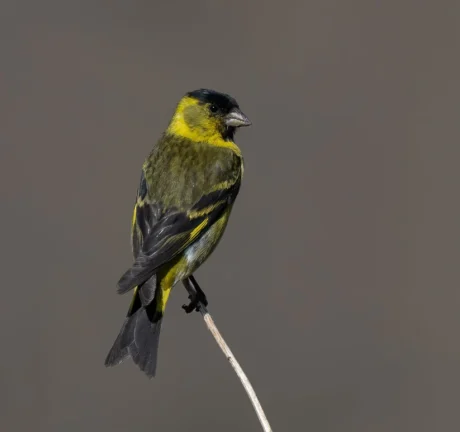 Black-Chinned Siskin