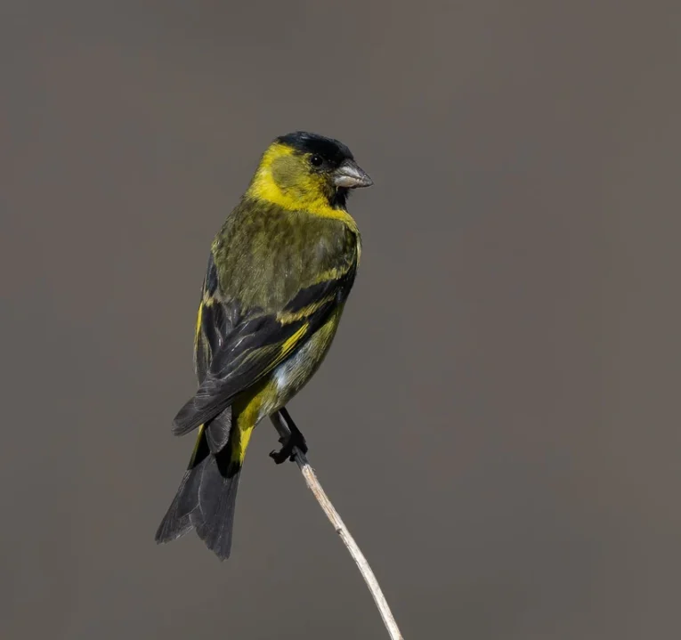black-chinned-siskin-645630_825x774.jpg.webp