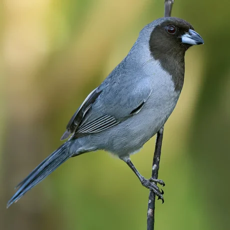 Black Faced Tanager