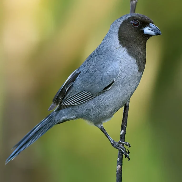 black-faced-tanager-119457_824x824.jpg.webp