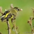 black-hooded-siskin-539778_258x195.jpg