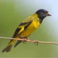 black-hooded-siskin-960186_824x824.jpg.webp