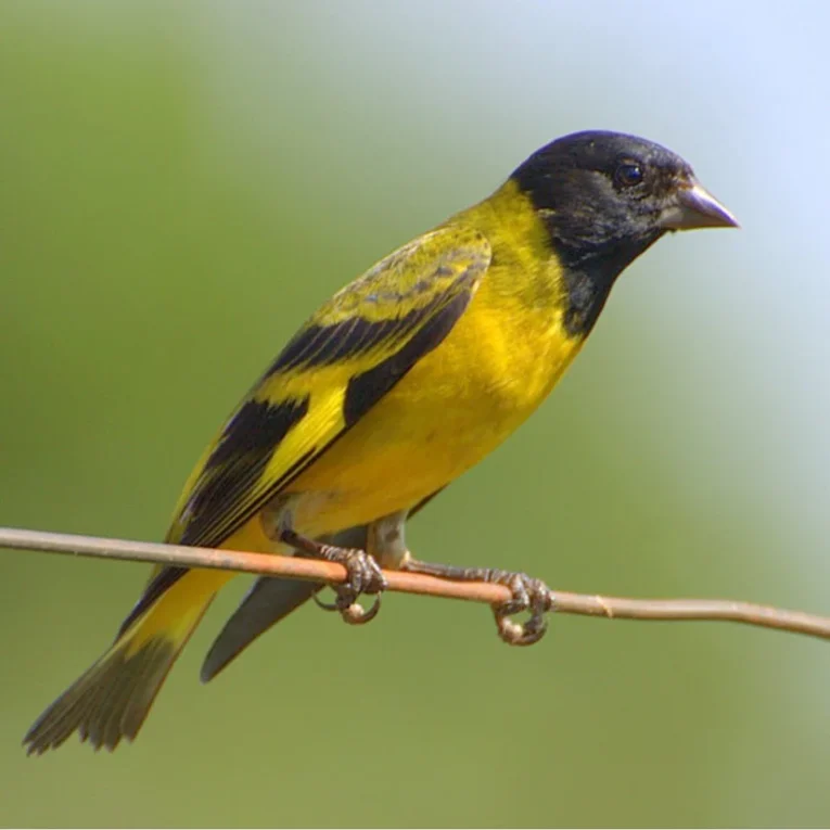black-hooded-siskin-960186_824x824.jpg.webp