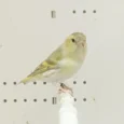 black-hooded-siskin-mutation-210007_768x768.webp