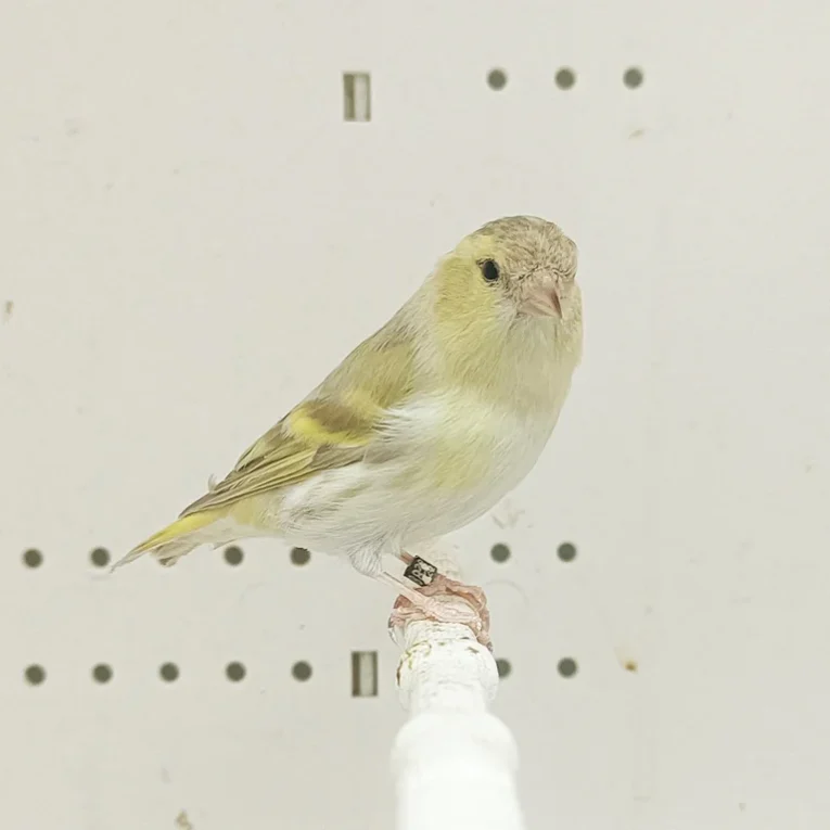 black-hooded-siskin-mutation-210007_768x768.webp