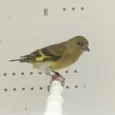 black-hooded-siskin-mutation-579401_768x768.webp