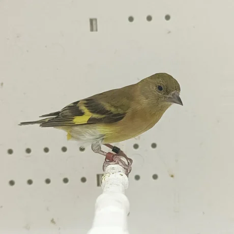 Black-Hooded Siskin Mutation