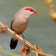 black-rumped-red-eared-waxbill-462392_500x667.jpg.webp
