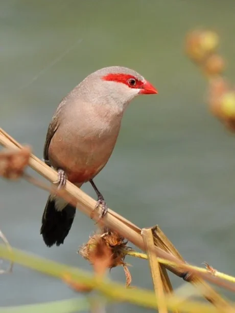 Black-Rumped (Red-Eared) Waxbill
