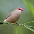 black-rumped-red-eared-waxbill-676022_261x193.jpg