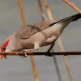 black-rumped-red-eared-waxbill-692077_499x374.jpg.webp