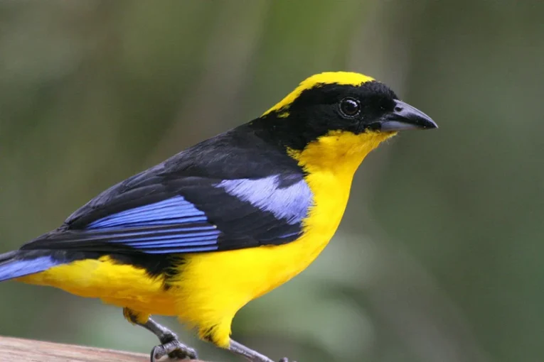 Blue-winged Mountain Tanager for Sale with yellow body and vivid blue wings