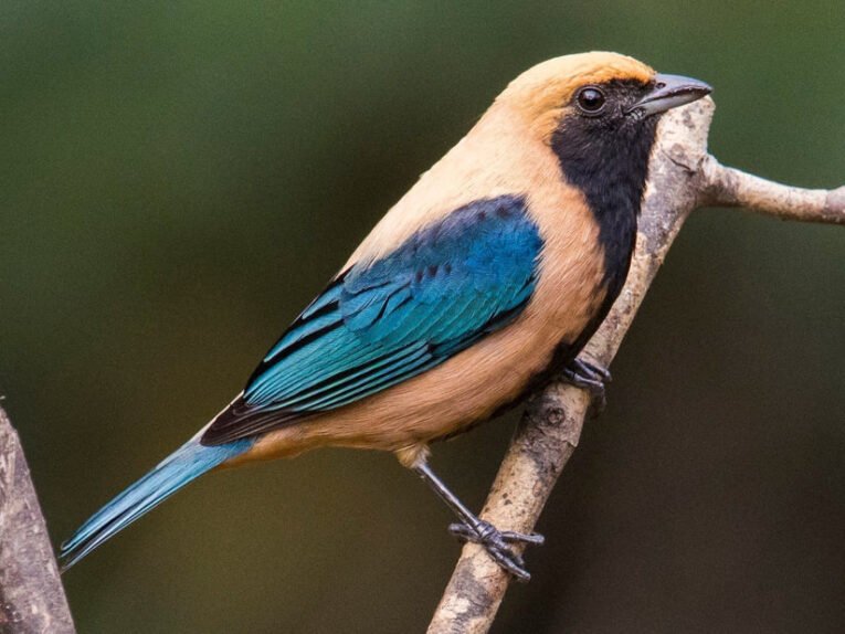 Burnished-buff Tanager for Sale with buff plumage and colorful blue-green wings
