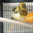 canary-frill-233852_768x768.webp