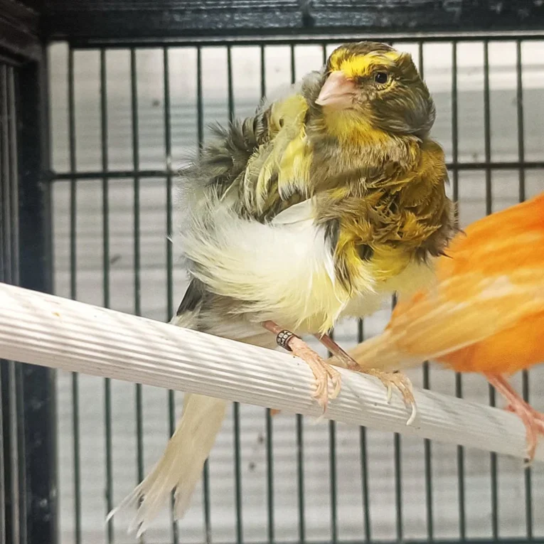 canary-frill-233852_768x768.webp