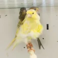 canary-frill-732190_768x768.webp