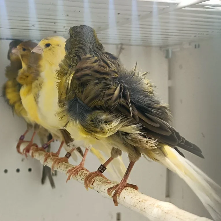 canary-frill-893231_768x768.webp