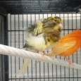 canary-frill-910828_768x768.webp