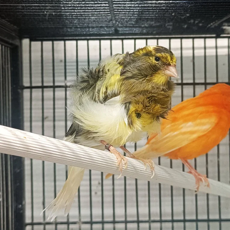 canary-frill-910828_768x768.webp