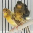 canary-frill-933788_768x768.webp