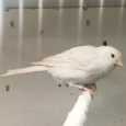 canary-isabel-298100_768x768.webp