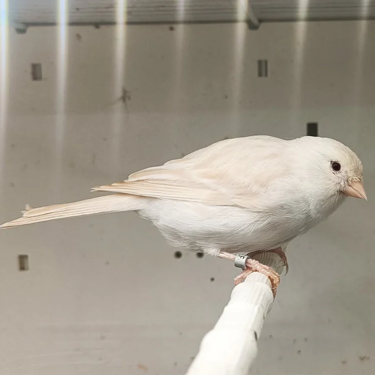 canary-isabel-298100_768x768.webp