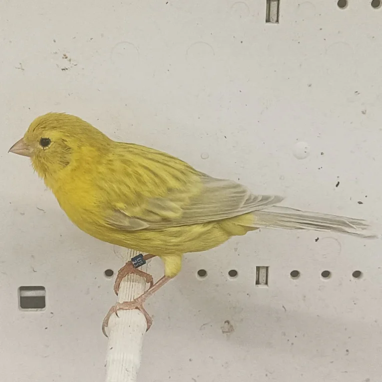 canary-isabel-646561_768x768.webp