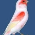 canary-mosaic-white-and-red-172807_193x261.jpg