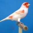 canary-mosaic-white-and-red-464815_236x172.jpg