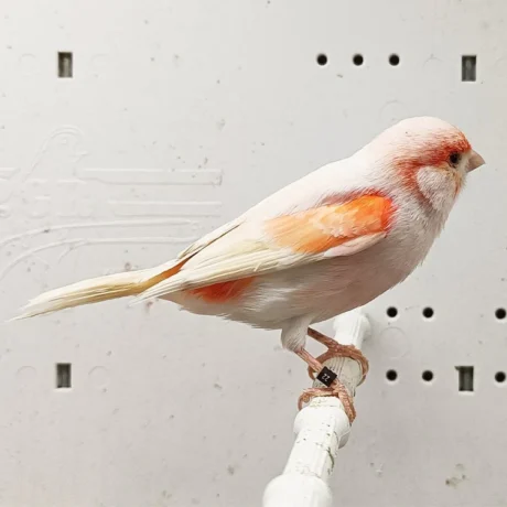 Canary Mosaic White and Red