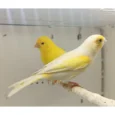 canary-mosaic-white-and-yellow-135140_768x768.webp