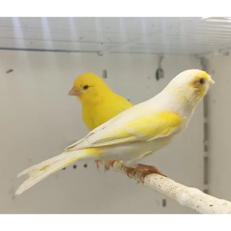 Canary Mosaic White and Yellow