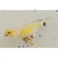 canary-mosaic-white-and-yellow-181094_768x768.webp