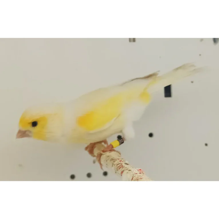 canary-mosaic-white-and-yellow-181094_768x768.webp