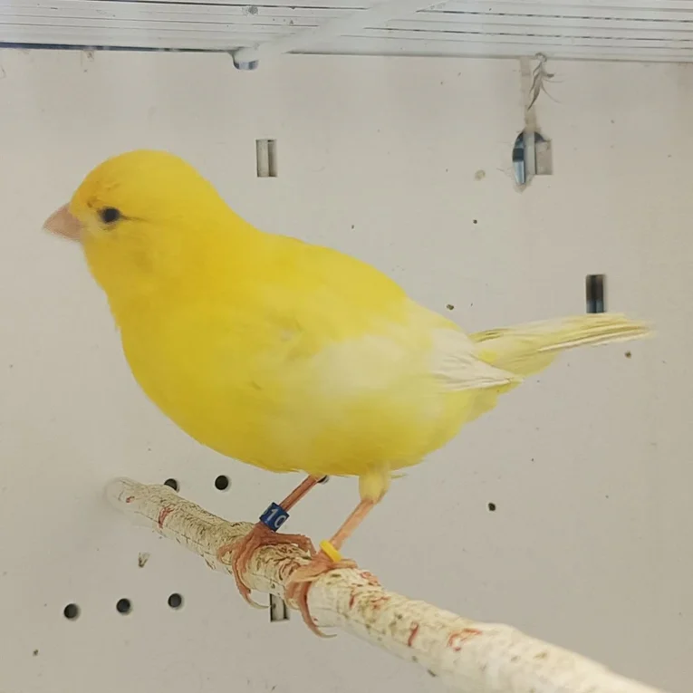 canary-mosaic-white-and-yellow-202989_768x768.webp