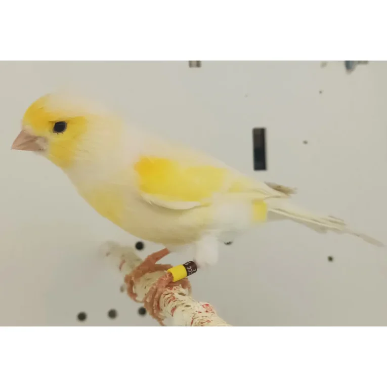 canary-mosaic-white-and-yellow-550316_768x768.webp