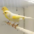 canary-mosaic-white-and-yellow-610113_768x768.webp