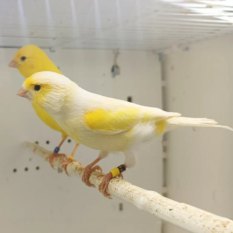 canary-mosaic-white-and-yellow-610113_768x768.webp
