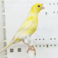 canary-raza-208756_768x768.webp
