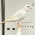 canary-raza-586704_768x768.webp