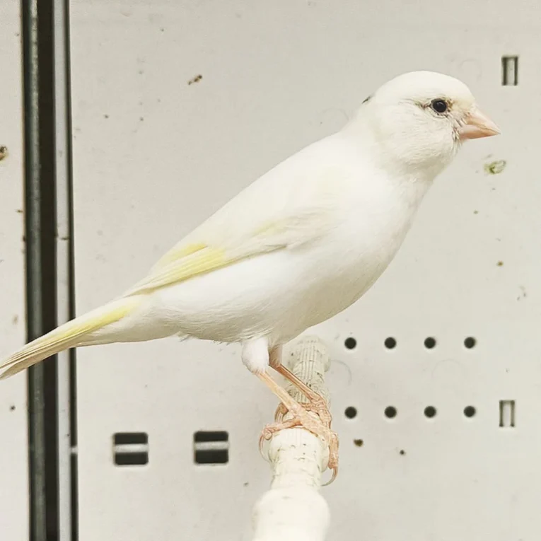 canary-raza-586704_768x768.webp