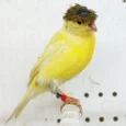 canary-raza-923763_768x768.webp