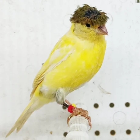 Canary Raza