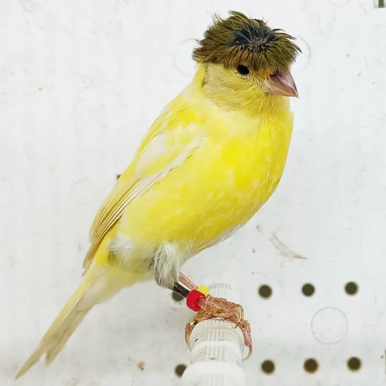 canary-raza-923763_768x768.webp