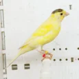 canary-raza-955199_768x768.webp