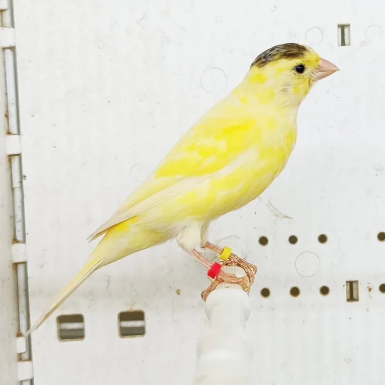 canary-raza-955199_768x768.webp