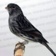 canary-red-black-agate-mosaic-399220_232x217.jpg